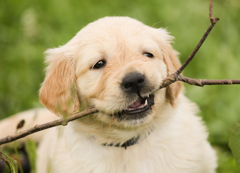 Cute dog